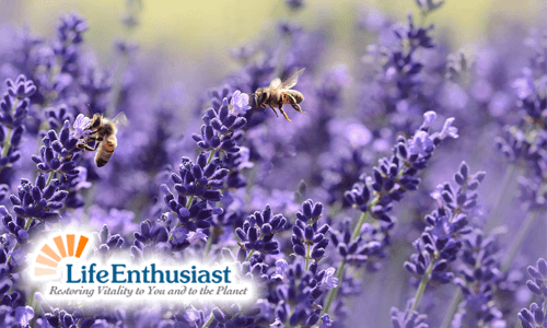 Lavender flowers with bees buzzing around, showcasing the beauty of Lavender in nature.