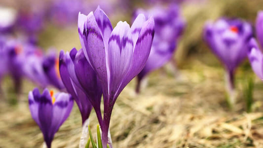 Purple saffron flowers blooming in a field, showcasing the beauty of saffron cultivation.