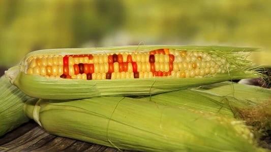 Close-up of corn showing GMO labeling, related to GMO Labeling and Proposition discussions in California.