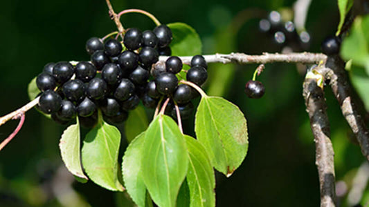 Cascara Sagrada plant with black berries and green leaves on a branch.