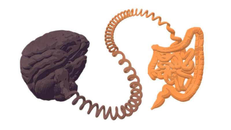 Illustration depicting the Blood-Brain Barrier and its connection to the gut, highlighting brain-gut interactions.