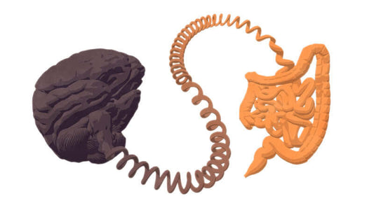 Illustration depicting the Blood-Brain Barrier and its connection to the gut, highlighting brain-gut interactions.