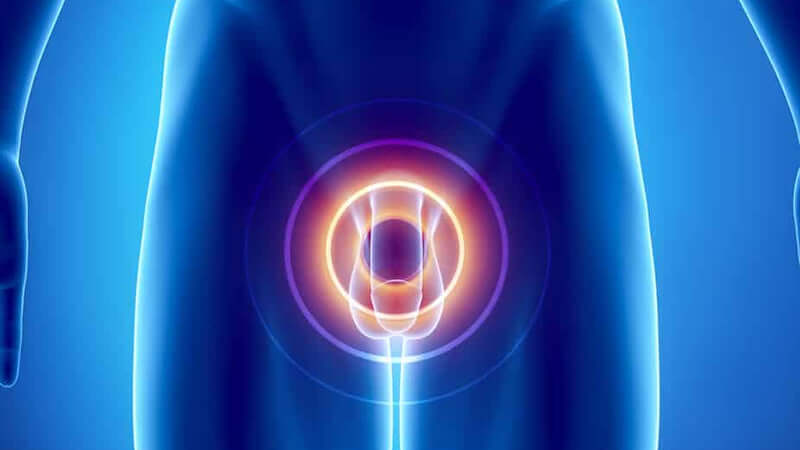 Prostate Gland