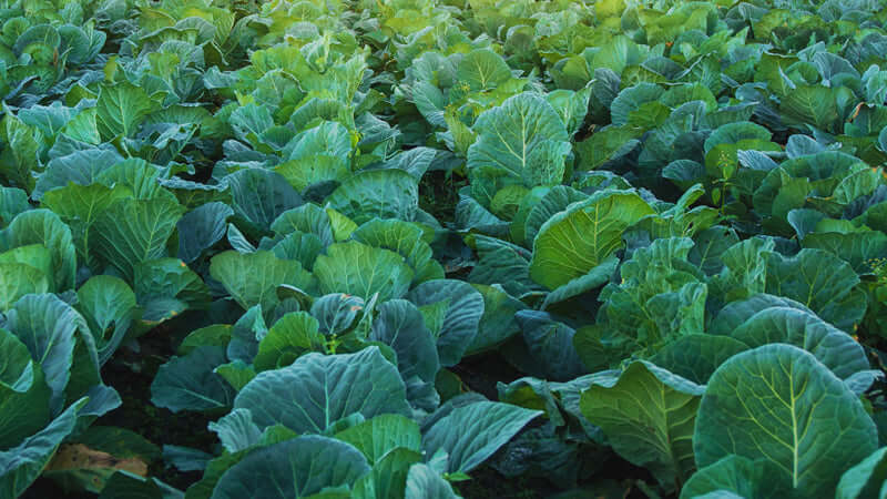 A lush field of collards growing vibrantly under the sunlight, showing healthy green leaves.