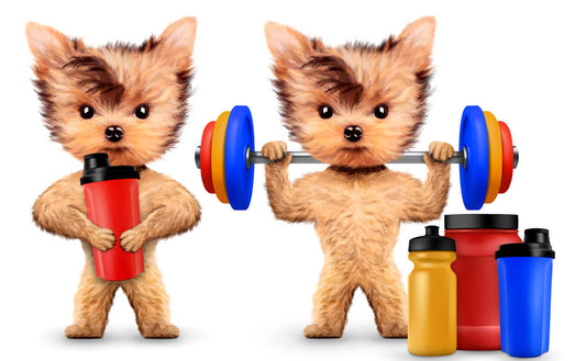 Amino Acids for Pets illustrated by cute furry pets working out with weights and protein bottles.