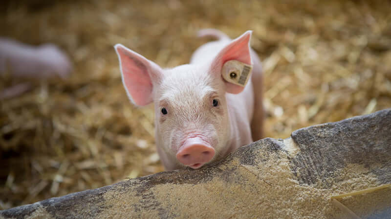 Curious piglet in a straw-filled barn representing antibiotic-free pork and chicken.