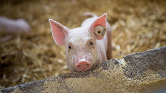 Curious piglet in a straw-filled barn representing antibiotic-free pork and chicken.