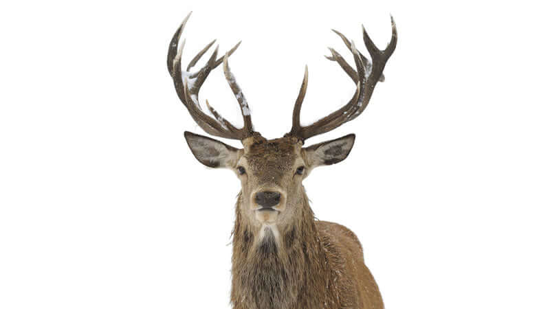 Elk Antler for Animals showcasing a majestic elk with large antlers in a snowy environment.