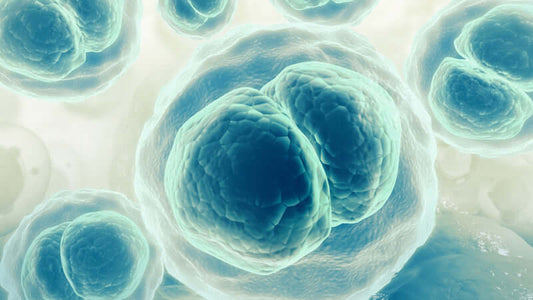 Microscopic view of cells illustrating the concept of Cellular Oxygenation in biological processes.