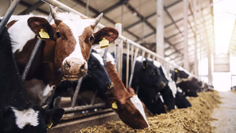 Cows in a barn setting representing potential sources of Dangerous Superbugs In Your Food.