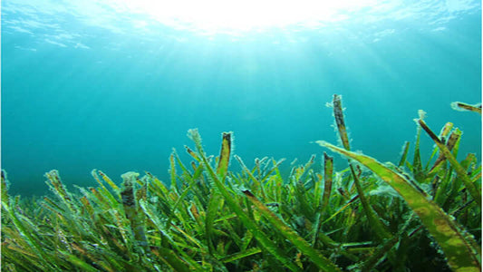 Underwater view of algae with sunlight, highlighting E3Live Algae Facts and its benefits for health.