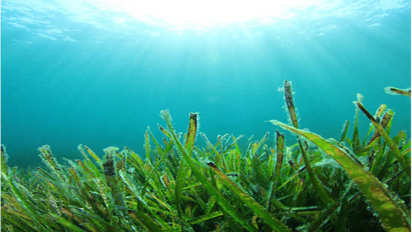 E3Live Algae Facts