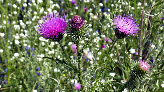 Close-up of vibrant Blessed Thistle flowers against a blurred background of wildflowers.