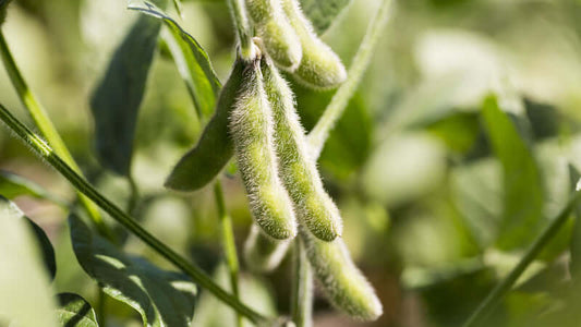 Close-up of mature soybeans, highlighting the plant's role in soy and phytoestrogens.