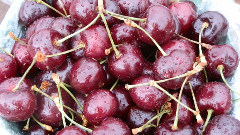 Nutritional Support for Cancer