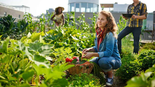 A woman harvesting vegetables in a rooftop garden, illustrating Modern Agricultural Practices and their impact on health.