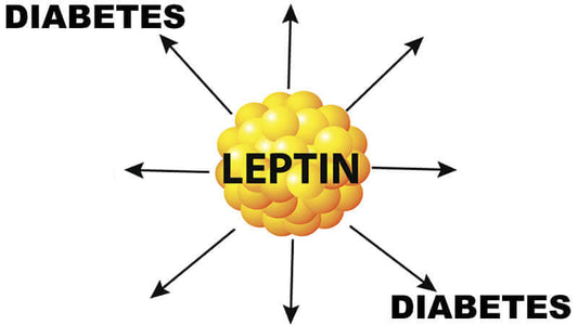 Graphic showing the Diabetes and Leptin Connection, with arrows pointing to Leptin from Diabetes.