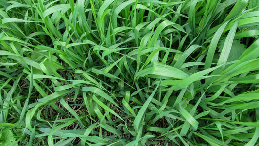 Close-up view of vibrant green Wheatgrass, showcasing its lush, healthy blades and growth.