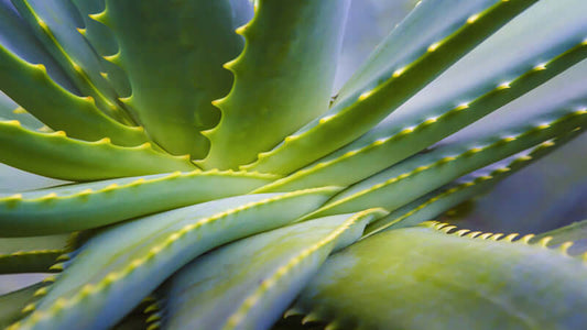 Close-up of aloe vera leaves showcasing texture for Book The Essential Aloe Vera.