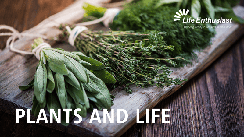 Fresh herbs showcased on a wooden table, representing the concept of Plants and Life.