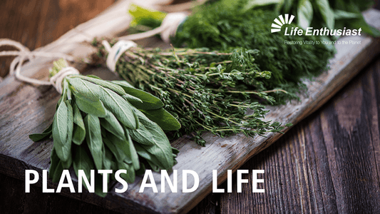 Fresh herbs showcased on a wooden table, representing the concept of Plants and Life.
