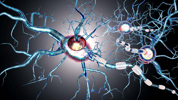 Vagus Nerve in Your Body