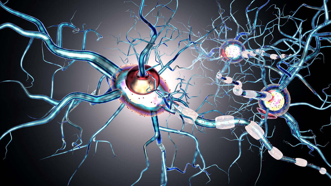 Illustration of the Vagus Nerve in Your Body with neural connections and blue color scheme.