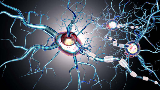 Illustration of the Vagus Nerve in Your Body with neural connections and blue color scheme.