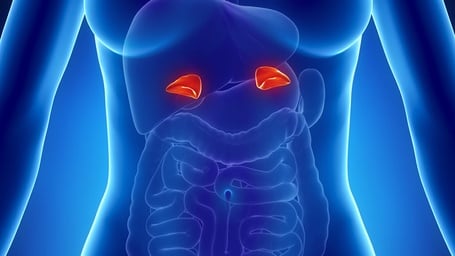 Adrenal Glands: Functions