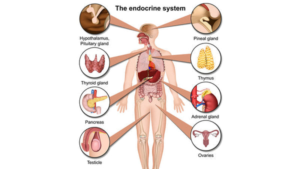 Adrenal Glands and Hormones
