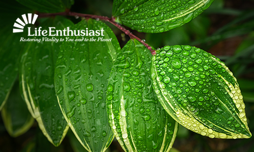 Air Quality and House Plants