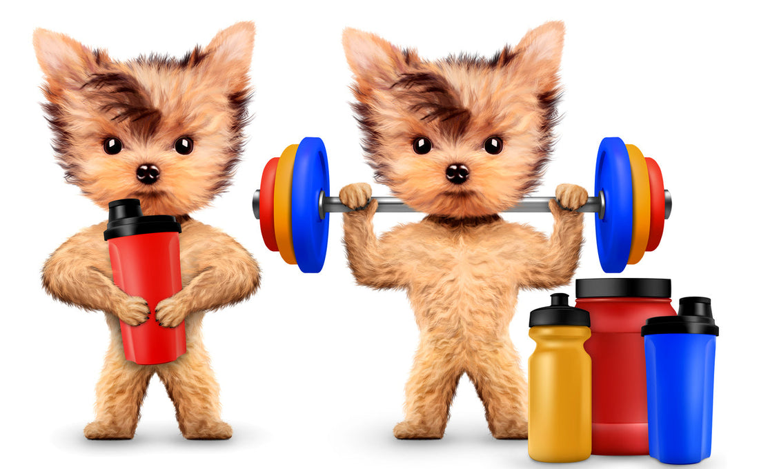 Amino Acids for Pets