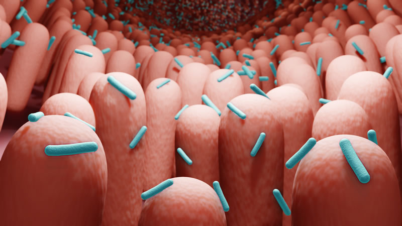 Bacillus Subtilis Story