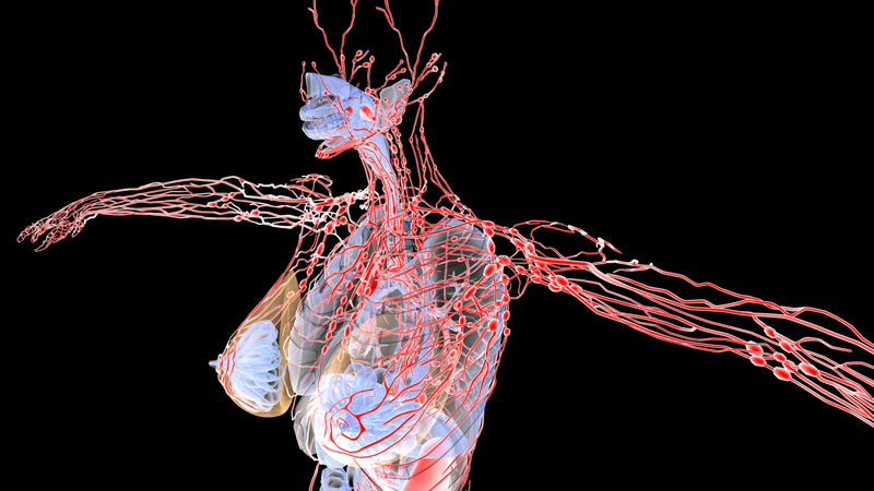 Cancer and Lymph Nodes