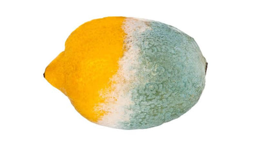 Lemon mold showing signs of decay, illustrating the effects of Citric Acid and Mold.