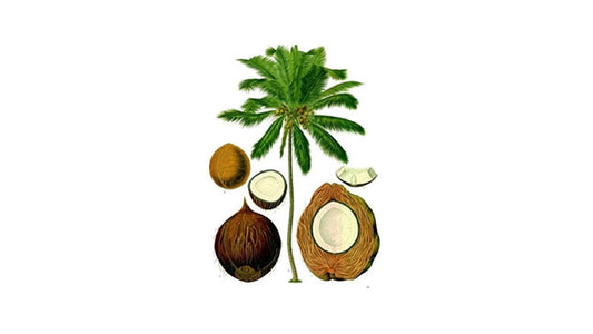 Coconut Oil: A New Look