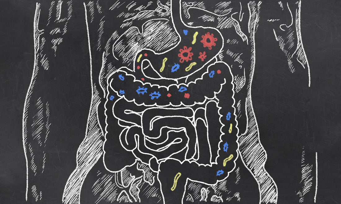 Digestive System Explained and Disorders