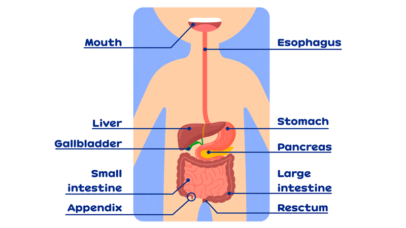 Digestive System Parts