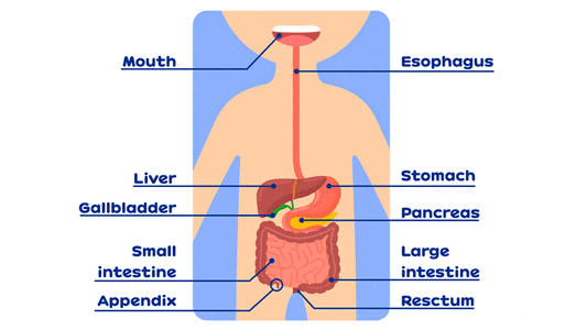 Digestive System Parts