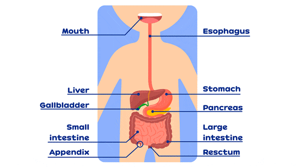 Digestive System Parts
