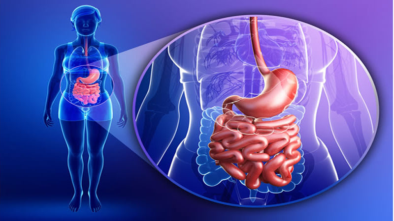 Digestive System and Your Health