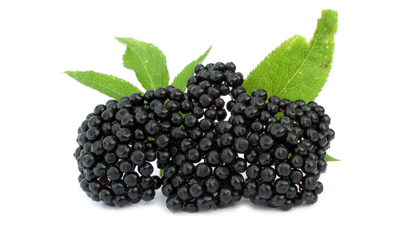 Elderberry