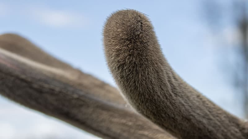 Elk Antler Velvet Literature Review (pdf)