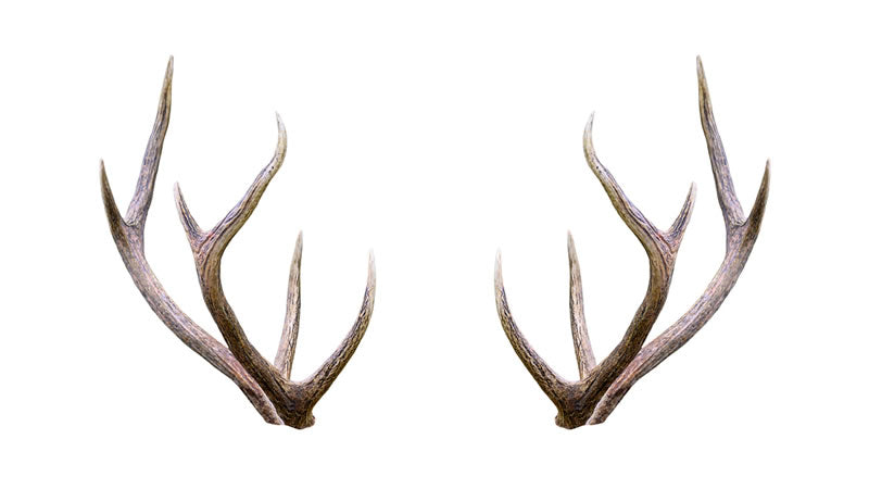 Elk Antler Velvet Rheumatoid Arthritis Study