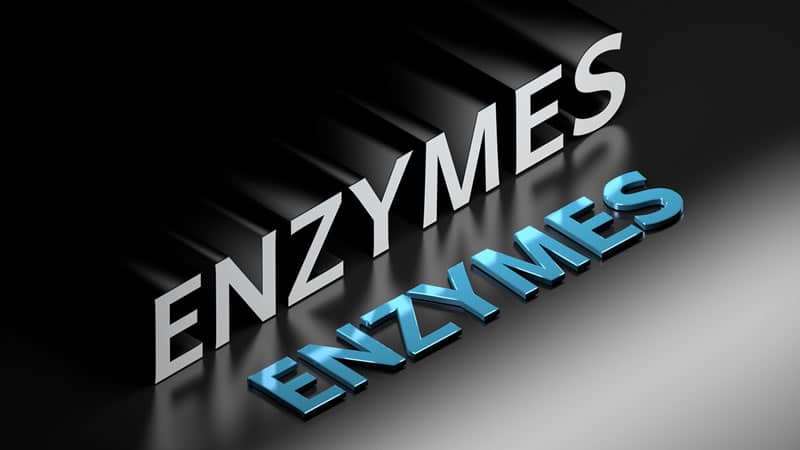 Stylized text of the word ENZYMES with shadows highlighting its significance in digestion and systemic functions.