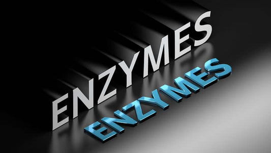 Stylized text of the word ENZYMES with shadows highlighting its significance in digestion and systemic functions.