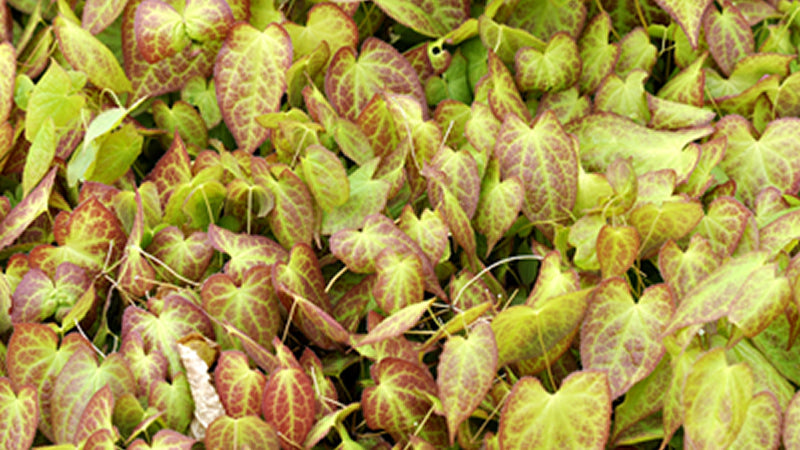 Epimedium