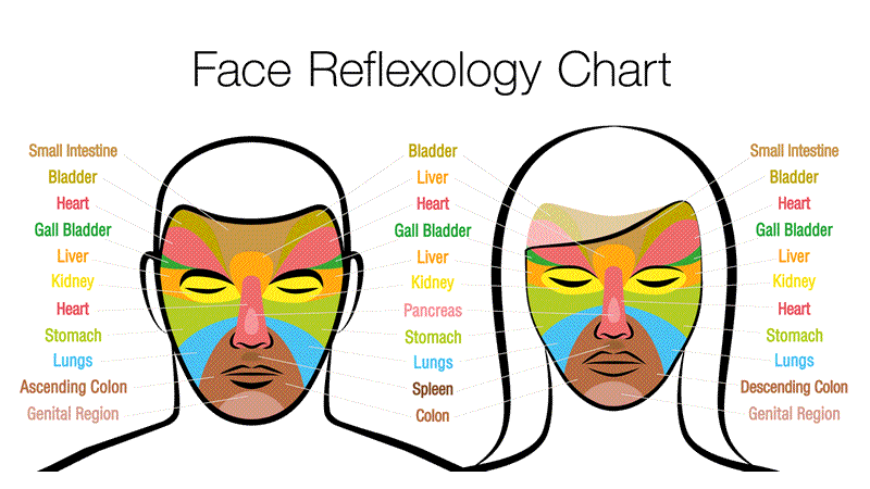 Face Reflexology Chart illustrating facial areas linked to internal organs for Face Reflexology practice.