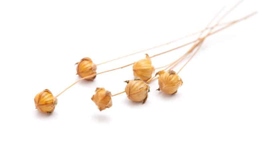 Flax Hull Lignans Research showing dried flax plant flowers on a white background.