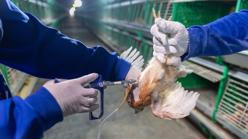 Hormones In Industrial Use